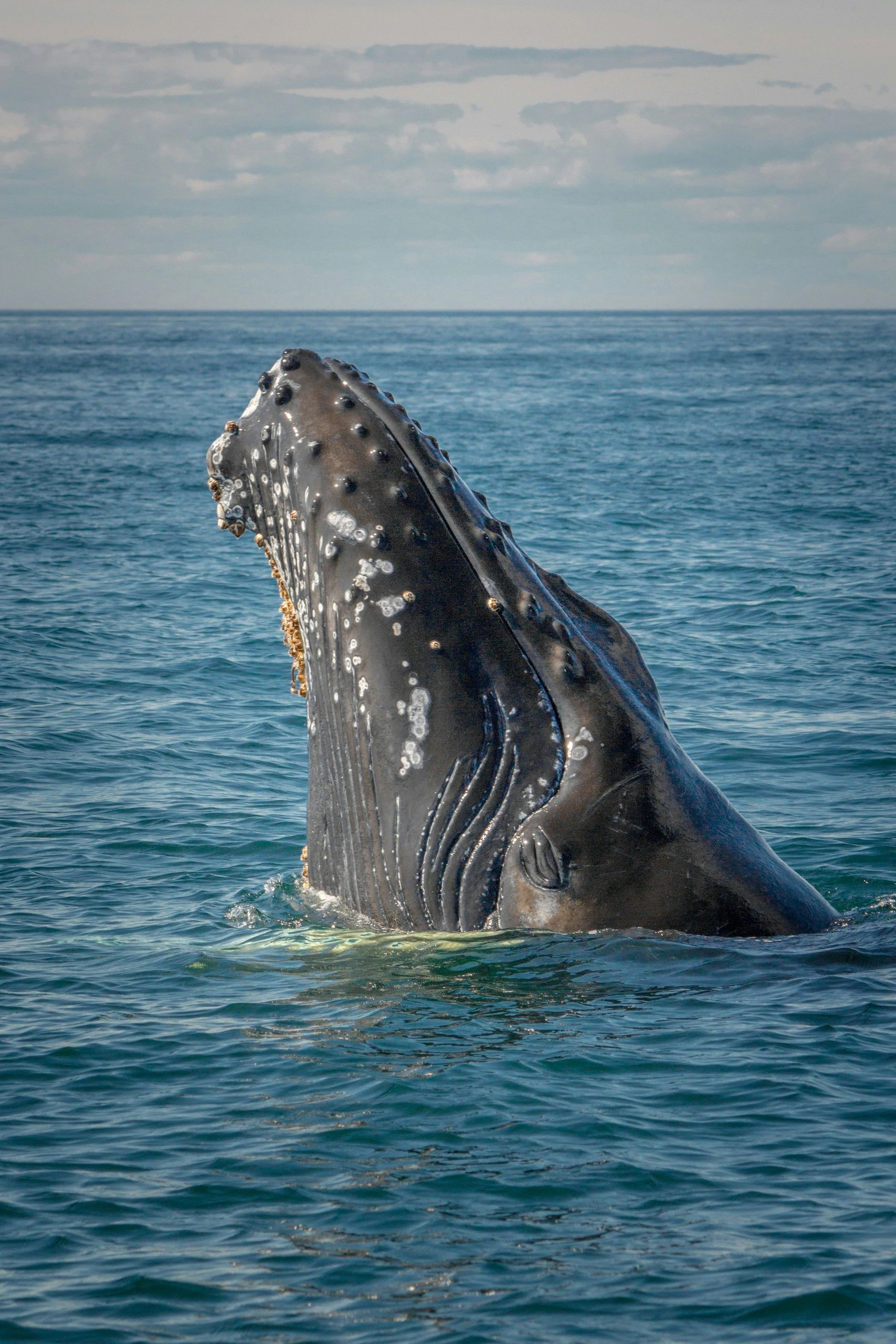 Humpback whale breaching in the Salish Sea